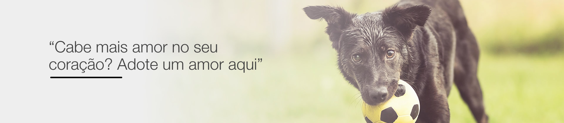 adote um cão